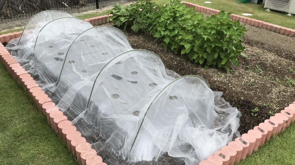 無農薬野菜は防虫ネットでアブラムシを防ごう 初心者でも簡単に野菜の害虫駆除できる かんたん防虫ネット の口コミ レビュー ギンパパのマイホームブログ