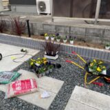 コルジリネ・レッドスターを花壇に植えてみた！越冬方法（耐寒性）・育て方・玄関に置いても風水的にいい理由について解説