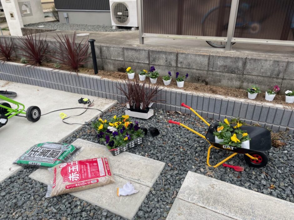 コルジリネ・レッドスターを花壇に植えてみた！越冬方法（耐寒性）・育て方・玄関に置いても風水的にいい理由について解説