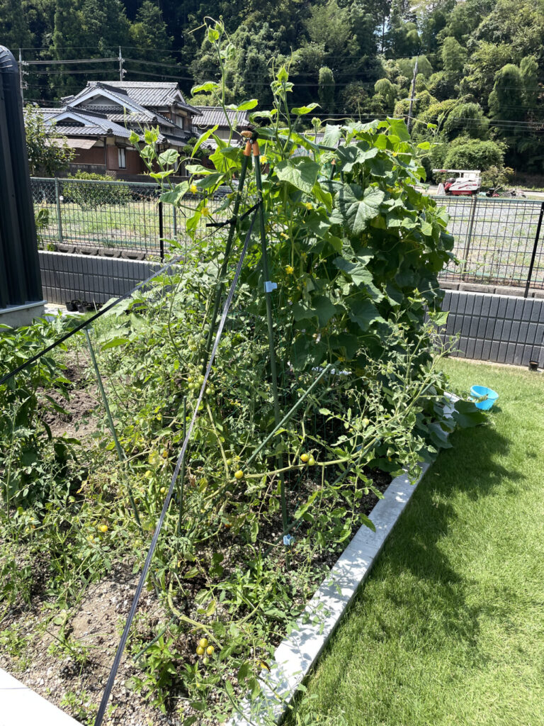 １か月後の家庭菜園
