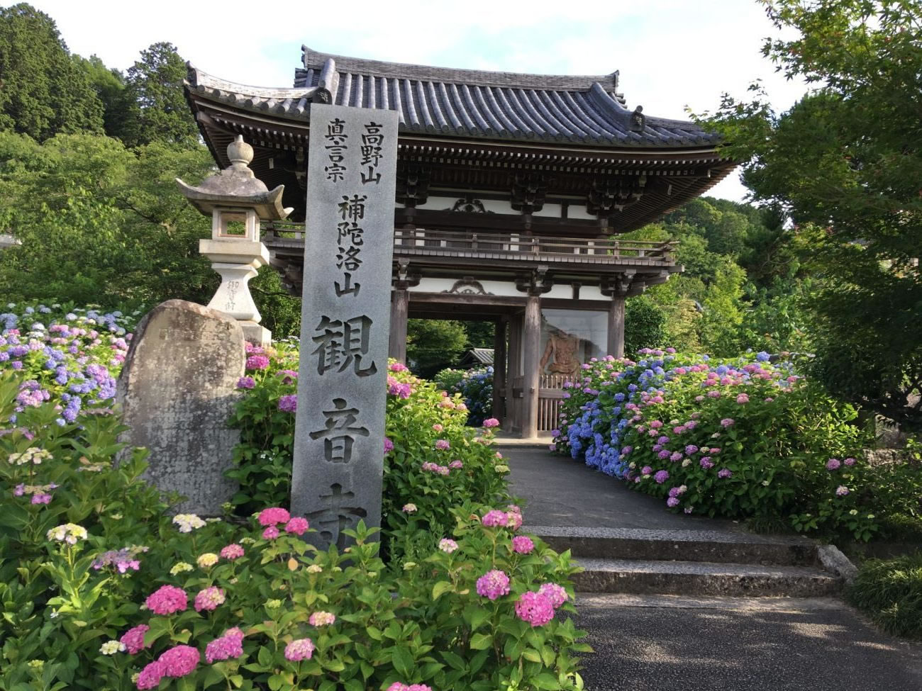 アジサイ寺こと観音寺のアジサイ祭り