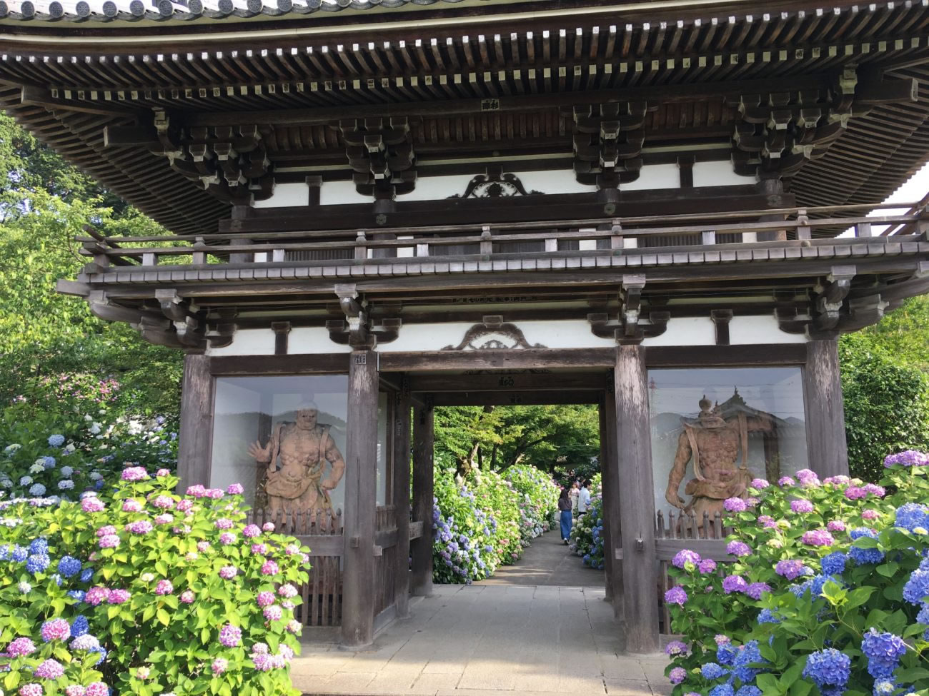 アジサイゲートが神秘的