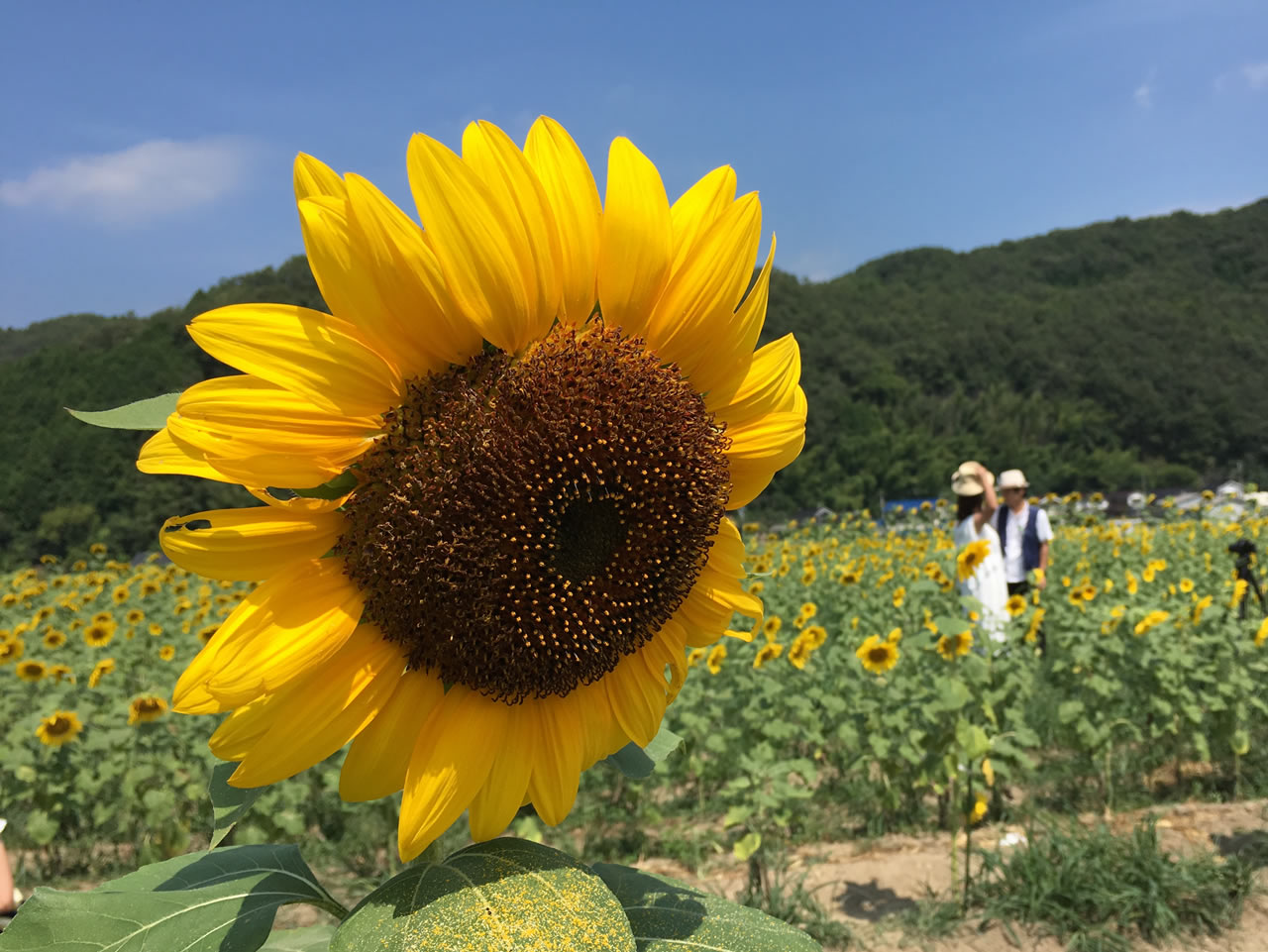 大輪一重咲黄色ひまわり