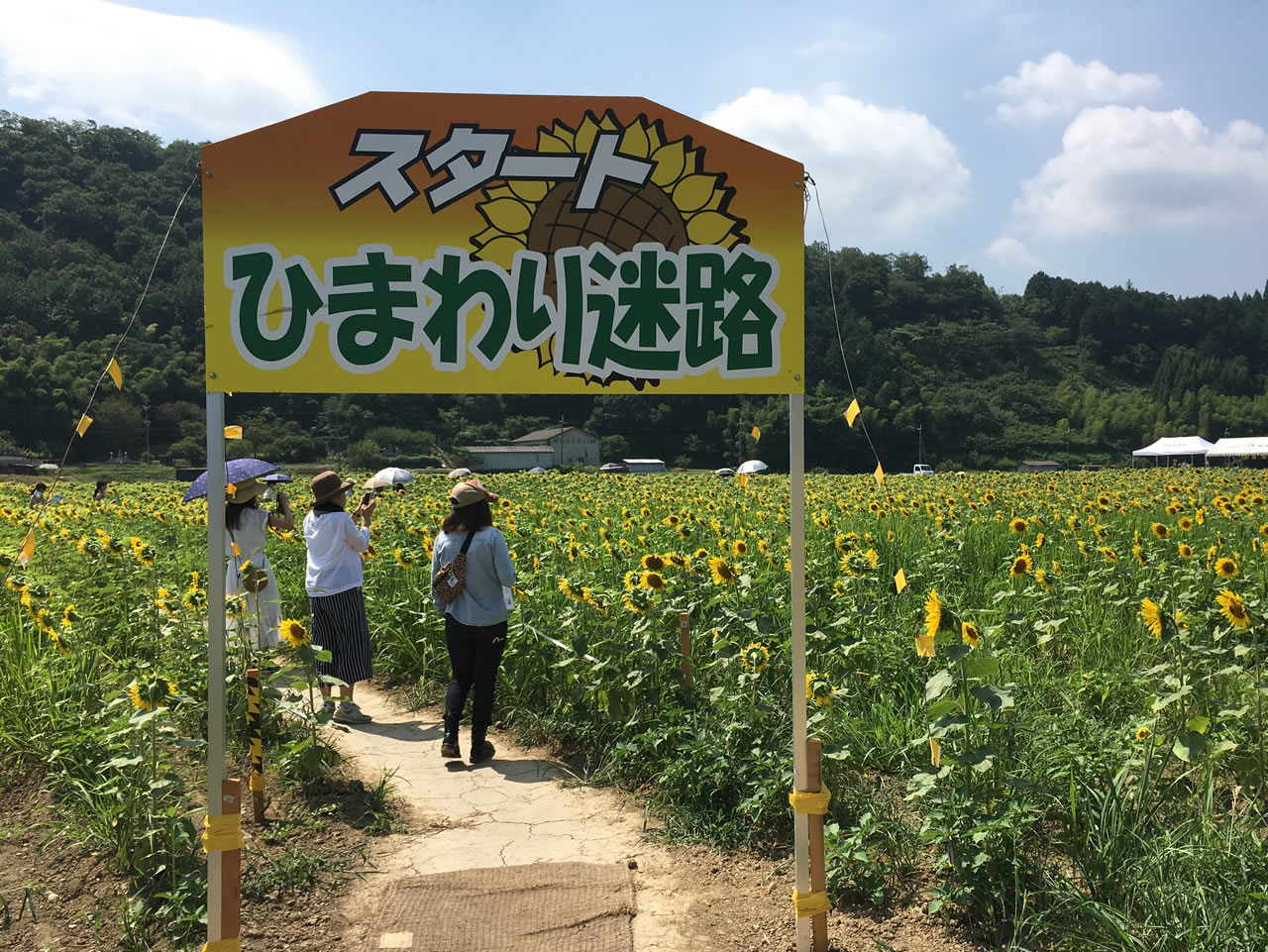ひまわり迷路
