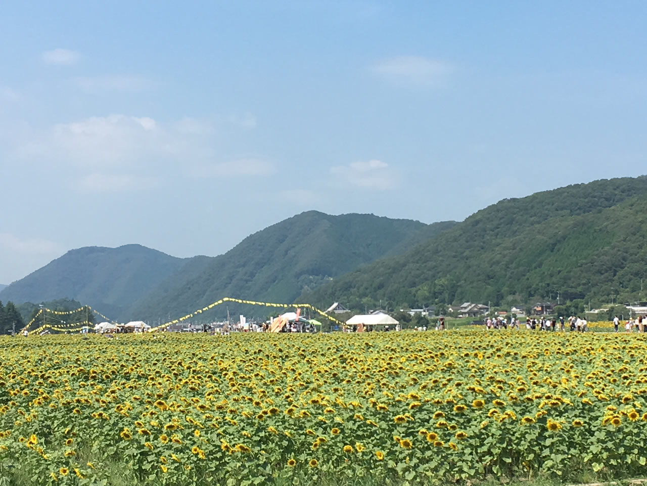 広大なひまわり畑