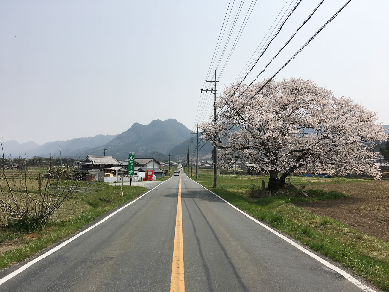 県道69号線は桜スポット