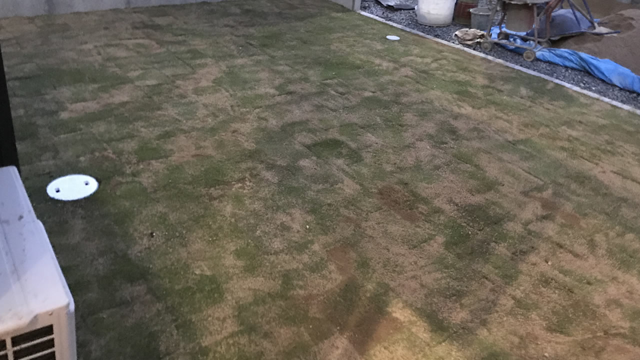 芝を植えたばかりの頃