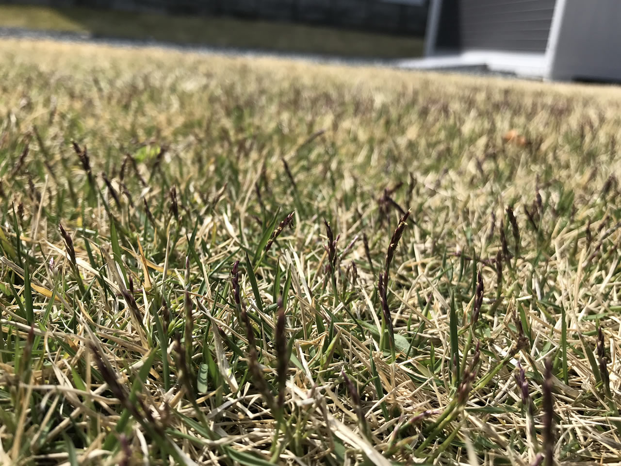 芝生の花が咲いた状態