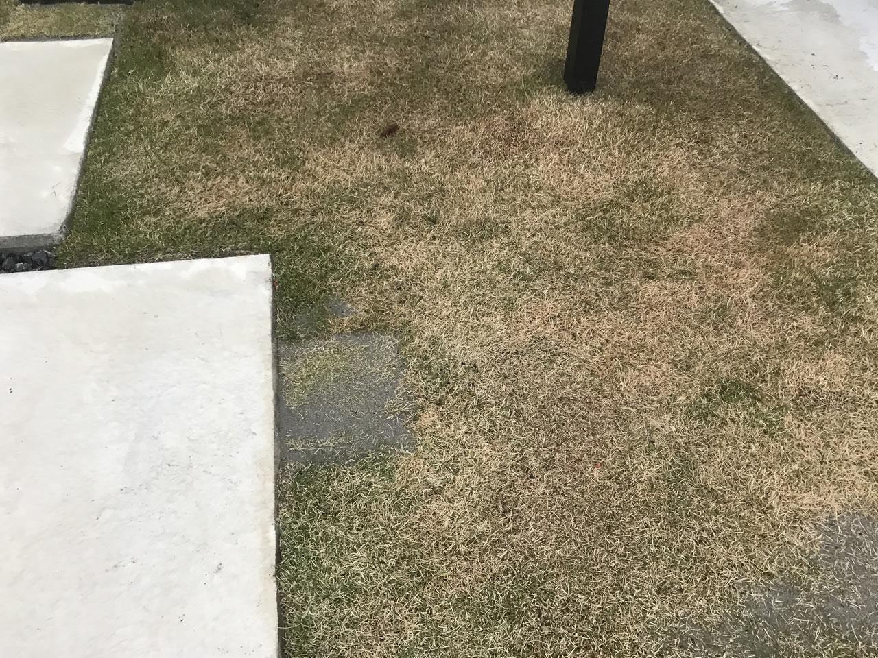 芝生の張り替え完了