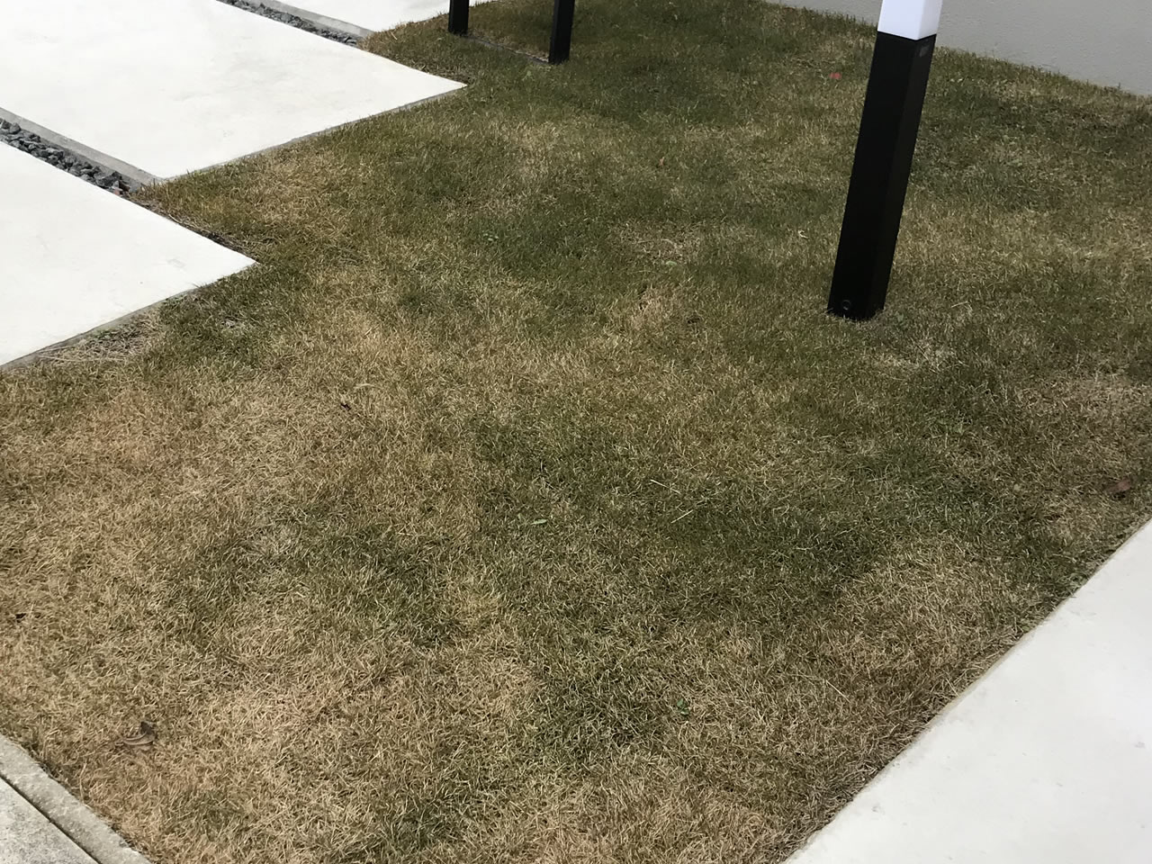 芝生を植えた当初はこんな感じで