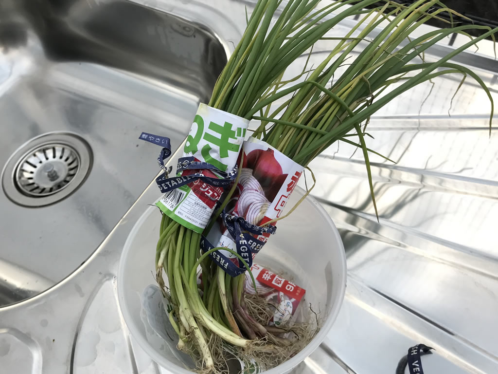玉ねぎの苗