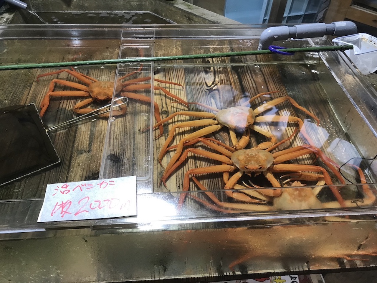 お目当ての活松葉ガニ